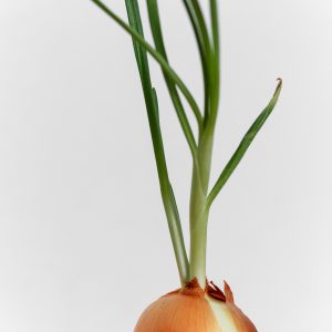 Home starlight succulent